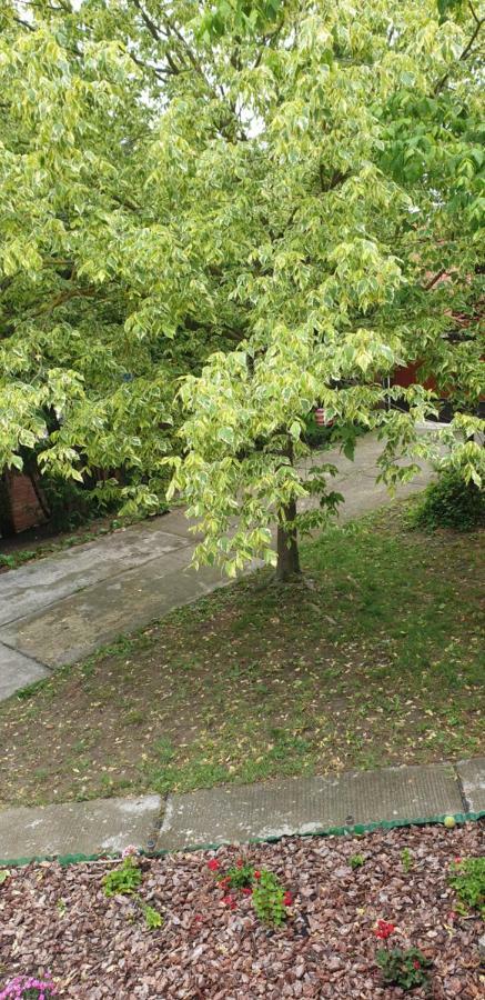 Mila Home Balaton Balatonfuzfo Exterior foto